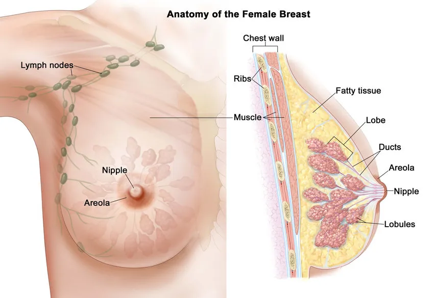 چگونگی انتشار سرطان پستان